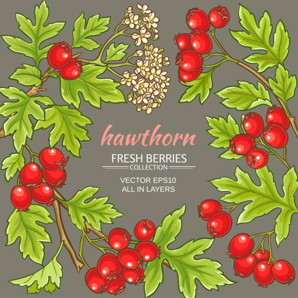 hawthorn vector frame hawthorn branches vector frame on color background may flowers stock illustrations