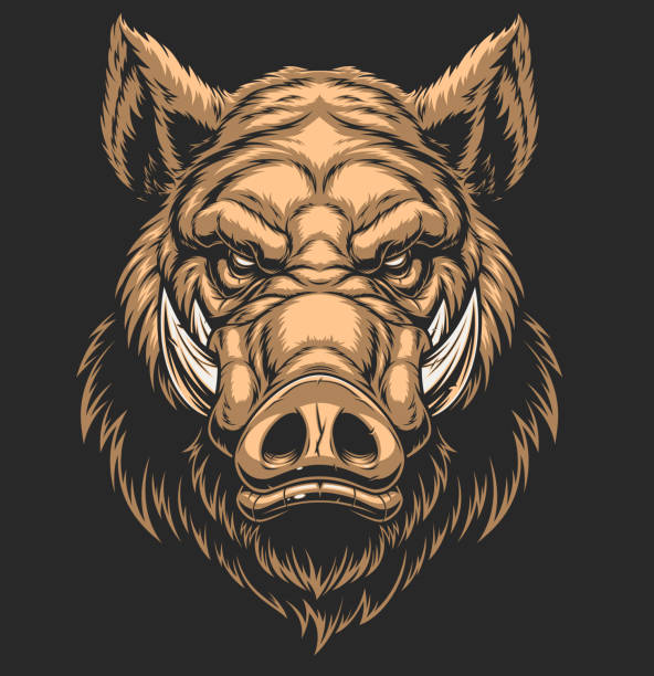 Head ferocious boar Vector illustration, the head of a ferocious wild boar, on a black background. domestic pig stock illustrations