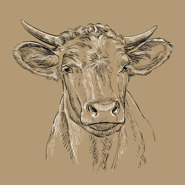 Head of bull head vector illustration brown Monochrome cute cow head sketch hand drawn vector illustration isolated on brown background. Vintage illustration for label, poster, print and design. brown cow stock illustrations