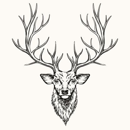 Head of Deer