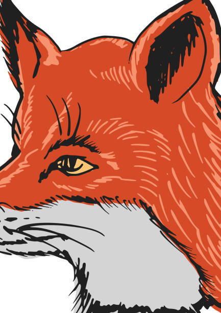 41 Drawing Of Red Fox Face Illustrations Clip Art Istock
