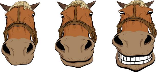 bildbanksillustrationer, clip art samt tecknat material och ikoner med hästhuvud - silly horse