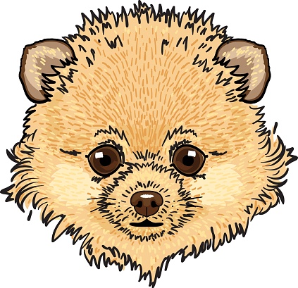 Head of pomeranian spitz. Little dog. Vector illustration
