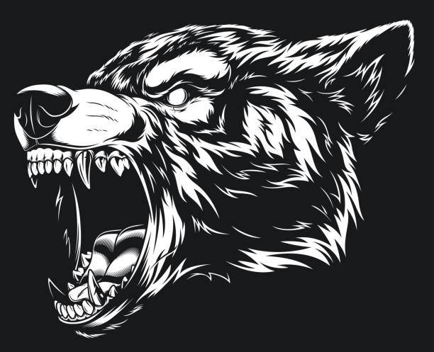 Head of the ferocious wolf Vector illustration head ferocious wolf, outline silhouette on a black background animals attacking stock illustrations