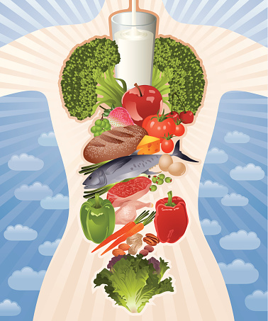 Healthy Body Composed by Healthy Food Vector