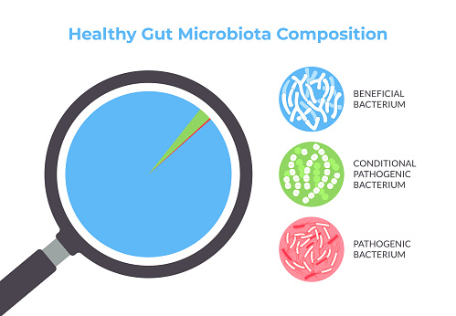 Healthy Gut Microbiota Composition Infographics. Vector  illustration on white background.