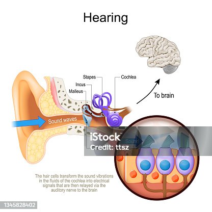 istock Hearing. Cross section of human's ear with Cochlea. 1345828402
