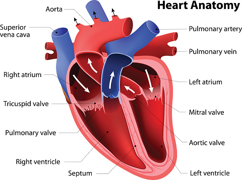 heart anatomy. Part of the human heart