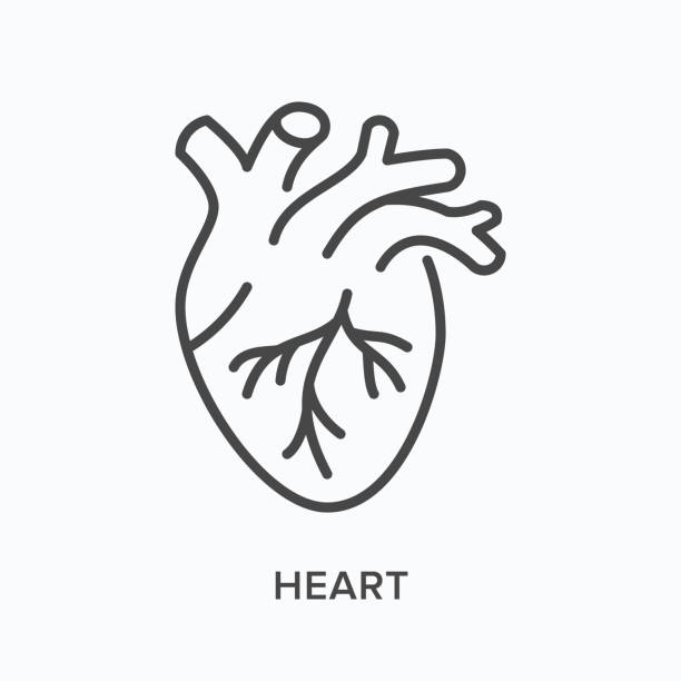 心平線圖示。人體器官的向量輪廓插圖。心血管、心內學薄線性醫學象形圖 - laporta 幅插畫檔、美工圖案、卡通及圖標