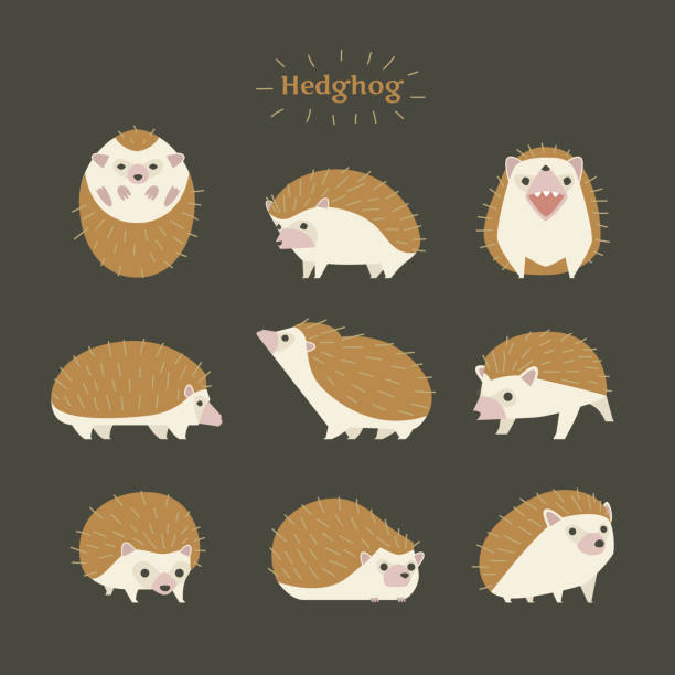Hedgehog character. vector design illustrations. hedgehog stock illustrations
