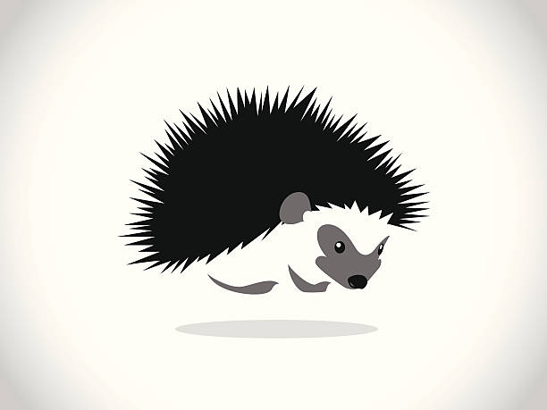 hedgehog image graphic style of hedgehog isolated on white background hedgehog stock illustrations
