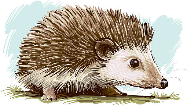 Hedgehog Illustration of sympathetic hedgehog. hedgehog stock illustrations