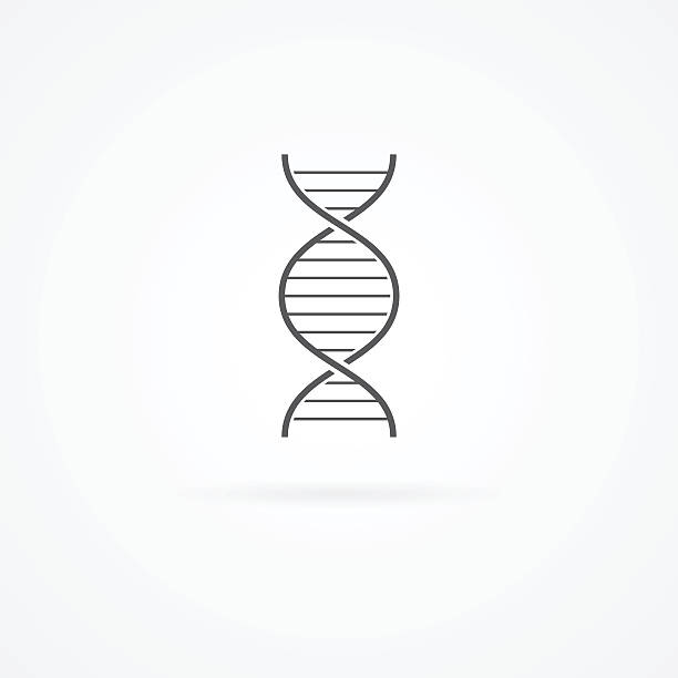 DNA helix icon isolated on white. Vector of DNA helix with shadow isolated on white background. helix model stock illustrations