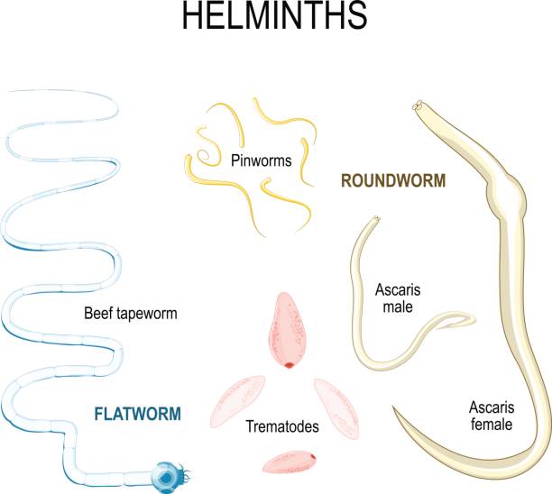 Helminths. types of human parasites. Helminths. types of human parasites. flat and round worms. Ascaris, trematodes, beef tapeworm, and Pinworms. pics of a tapeworm in humans stock illustrations