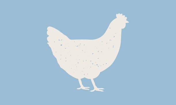 Hen silhouette. Hen or Chicken icon isolated on blue background. Graphic design for meat shop, grocery, farmers market. Vintage typography. Vector Illustration Vector illustration chicken stock illustrations