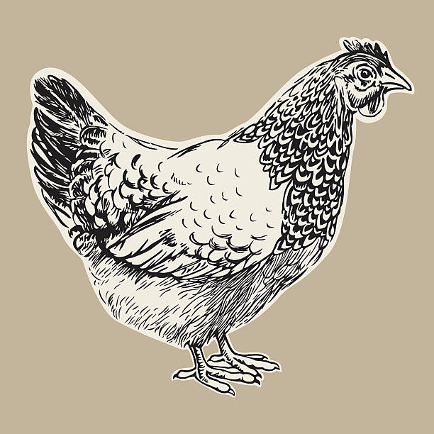 hen Hand drawn illustration of a nice hen as a vector rendering. chicken stock illustrations
