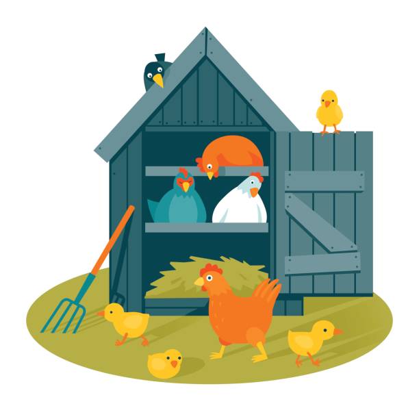 Henhouse on a green lawn vector illustration Henhouse with funny birds on a green lawn vector illustration cartoon style chicken coop stock illustrations