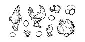 istock Hens and chickens free-grazing in poultry farm. Hens with eggs and baby chicks isolated in white background. Vector illustration 1340996816