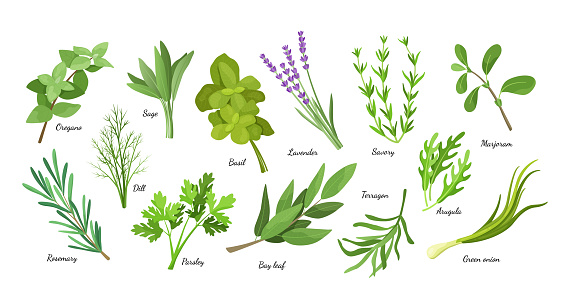 Herb condiment. Culinary seasoning herbal collection. Green dill and basil. Organic bay leaf and parsley. Oregano sage or savory. Vector cartoon spicy botanical cooking ingredients set