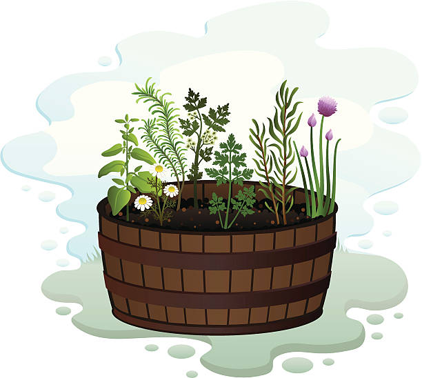 Herb Garden in a Barrel vector art illustration