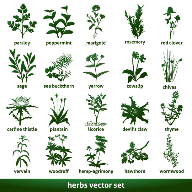 herbal medicinal vector set echinacea gentian sweetwood herbal vector set verbena whitethorn marigold clover may flowers stock illustrations
