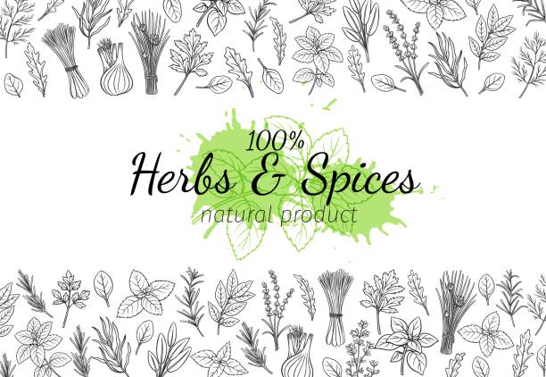 stockillustraties, clipart, cartoons en iconen met kruiden en specerijen naadloze grens - basil plant