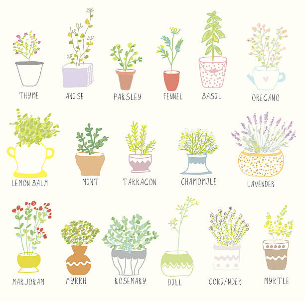 Herbs and spices set in pots with flowers vector art illustration