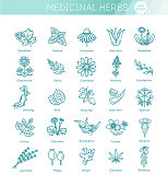 Herbs collection. Vector botanical set