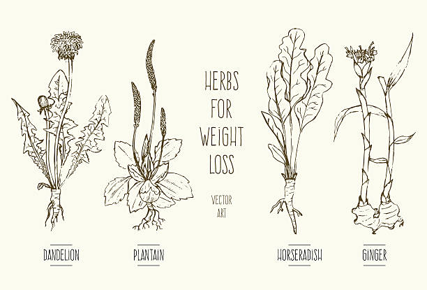 Herbs for weight loss Hand-drawn vector illustration of herbs for weight loss: dandelion, horseradish, ginger, plantain. horseradish stock illustrations
