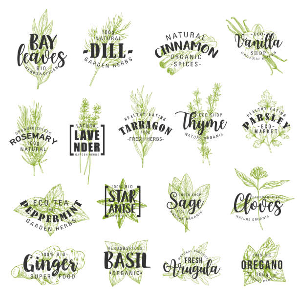 Herbs, spices, seasonings and condiments lettering Herbs and spices vector lettering with vegetable seasonings and condiments sketches. Parsley, rosemary and thyme, basil, mint and ginger, cinnamon, vanilla, anise and dill, food ingredients sage stock illustrations