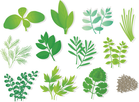 Herbs (12 Varios).