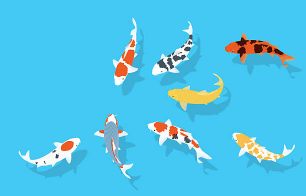 Herd of colored carp.Nishikigoi. Herd of colored carp.Nishikigoi. pond stock illustrations