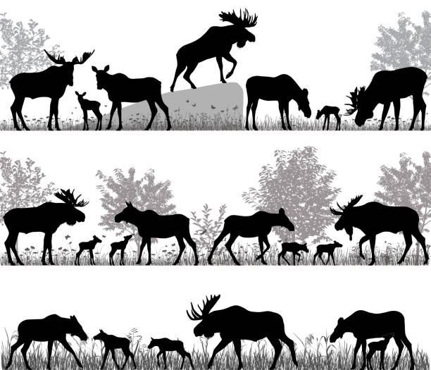 Herd of moose Silhouettes of mooses also named elks and its cubs outdoors moose stock illustrations