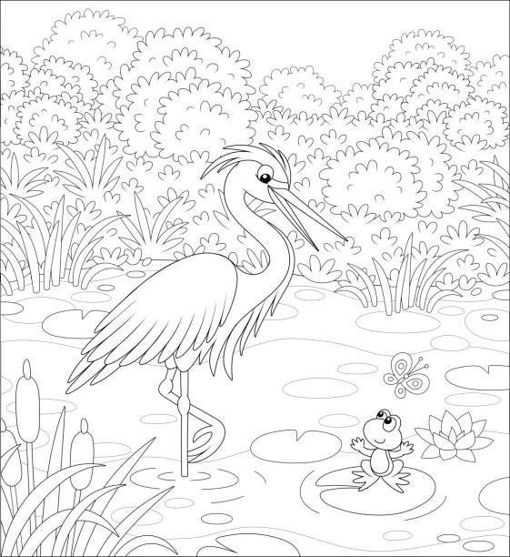 Heron and Frog on a lake Big wader with a small toad in water of a pond among cane, grass and bushes of a summer meadow, black and white vector cartoon illustration for a coloring book frog clipart black and white stock illustrations