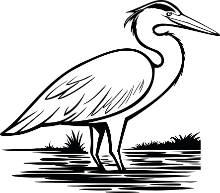 Heron Illustration