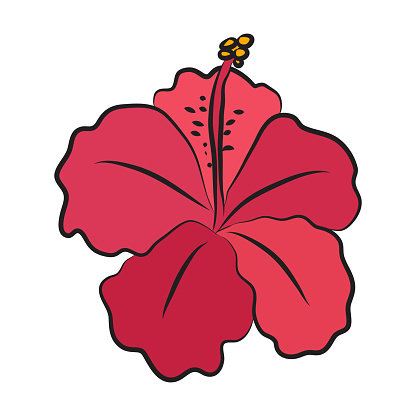 Hibiscus big red flower bud. Botanical decor for cards and invitations