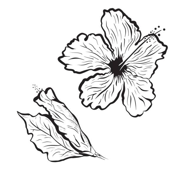 Download Hawaiian Flower Outline Drawing Illustrations, Royalty ...