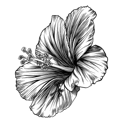 Hibiscus Flower Pen and Ink Vector Drawing
