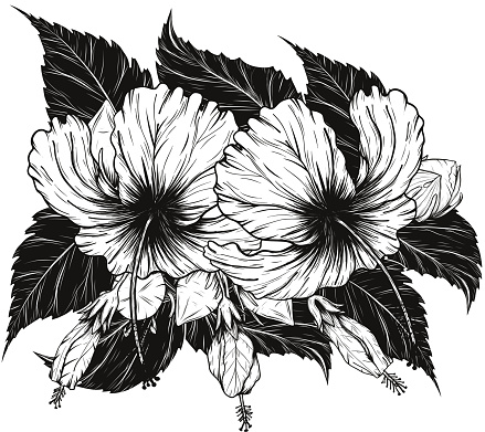 ✓ Imagen de Dibujo de la flor de hibisco. Fotografía de Stock