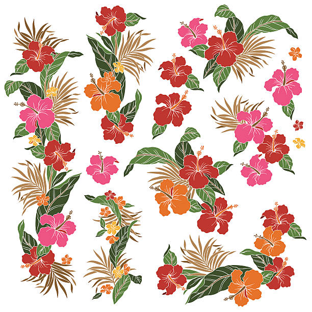Drawing Of A Hawaiian Flower Border Illustrations Royalty Drawing Of A Hawaiian Flower Border Illustrations Royalty