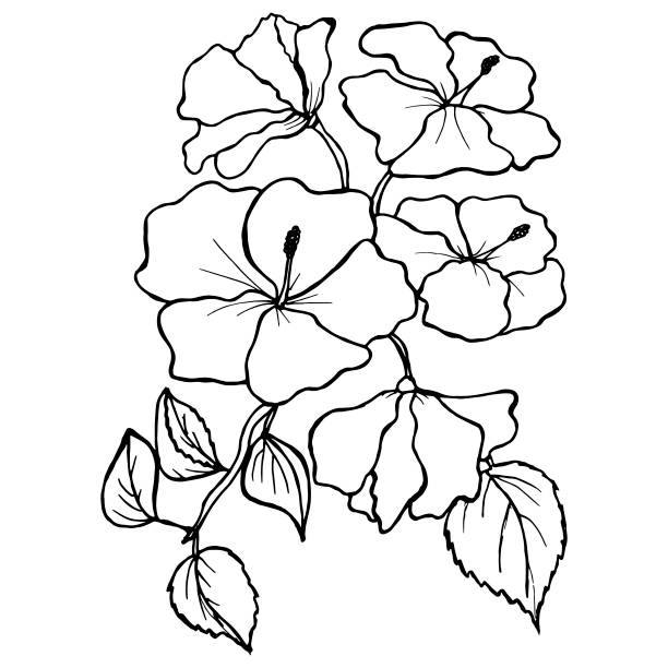 Hibiscus-line-art Hibiscus flower isolated. Boho style concept in black and white  for invitation, greeting card,  branding, logo, label, coloring book page. Line art. Vector illustration. black and white hibiscus cartoon stock illustrations
