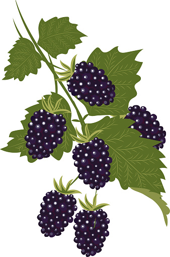 High quality vector image. Blackberry branch with leaves. Black berries.