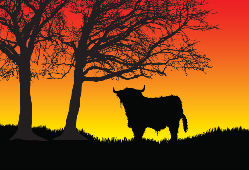 Highland bull at sunset