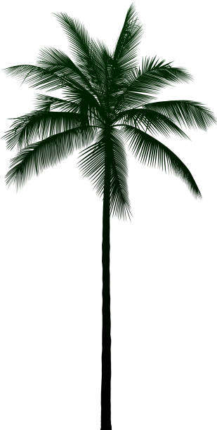 Royal Palm Tree Illustrations, Royalty-Free Vector Graphics & Clip Art ...