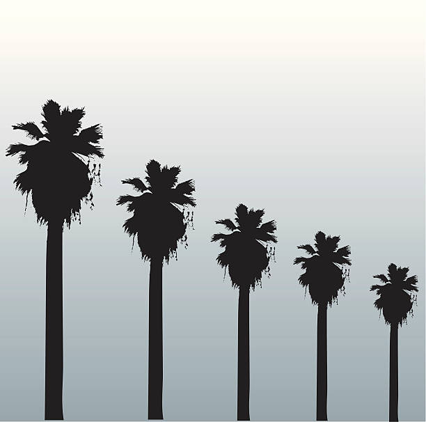 Hollywood palms vector art illustration
