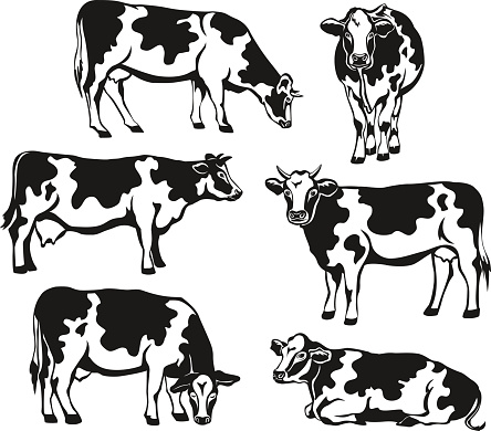 Holstein cattle silhouette set. Cows front, side view, walking, lying, grazing, eating, standing