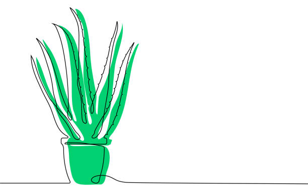 한 연속 라인에 화분에 홈 알로에. 하우스 플랜트, 멕시코 사막의 다육 식물. 벡터 - aloe vera stock illustrations