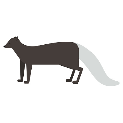 honey badger flat illustration on white