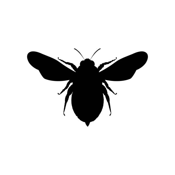 Honey bee silhouette icon Honey bee silhouette icon. Black bee outline. Vector animal symbol. Isolated on white. bee silhouettes stock illustrations