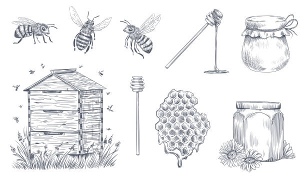 Honey bees engraving. Hand drawn beekeeping, vintage honey farm and honeyed bee pollen vector illustration set Honey bees engraving. Hand drawn beekeeping, vintage honey farm and honeyed bee pollen. Insect bee drawing, honeycomb and organic flower nectar jars. Vector illustration isolated icons set bee drawings stock illustrations
